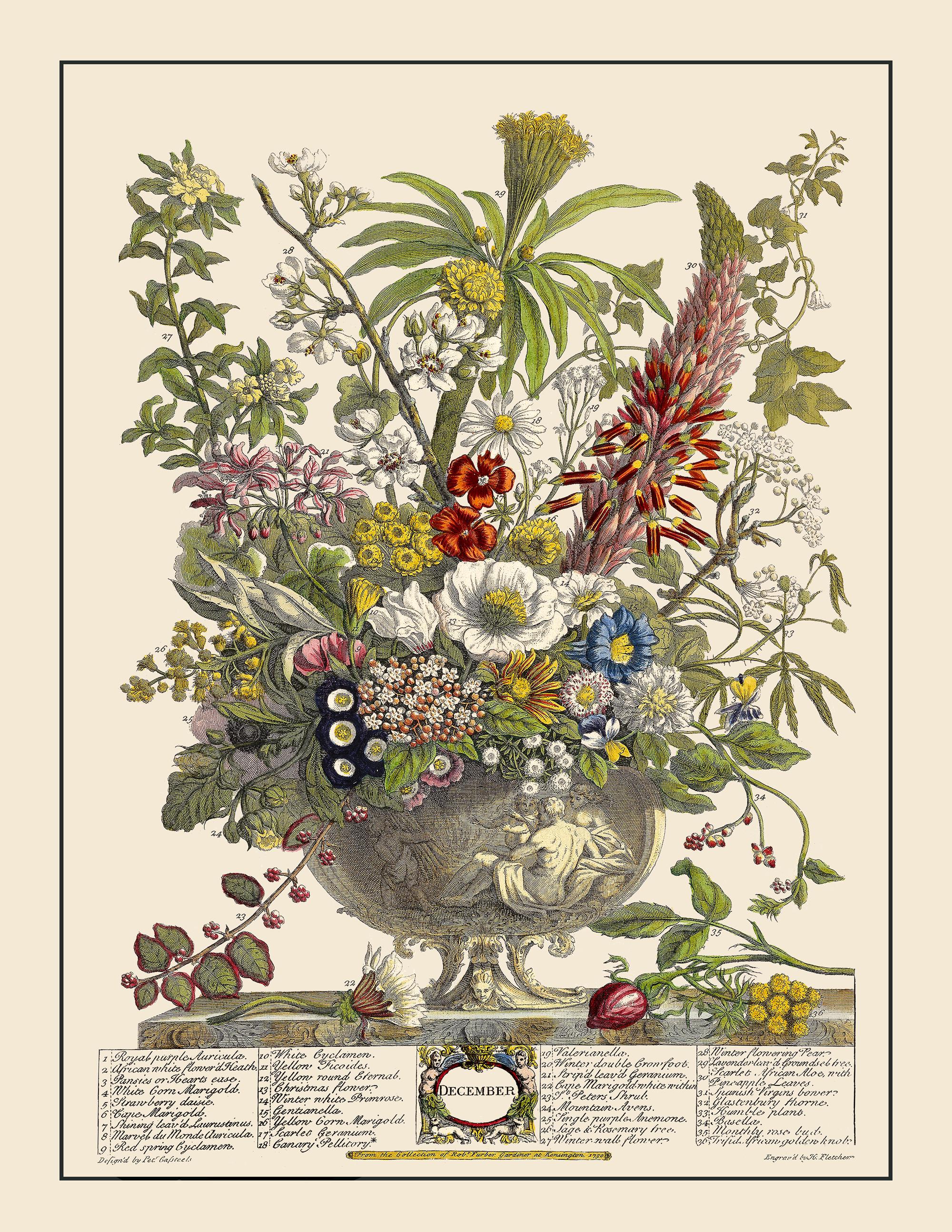 Robert Furber Floral Art Prints - Restored Vintage Flower
