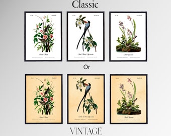 Audubon Prints. BIRDS & FLOWER PRINTS.  Set of Three Prints. Select Your Style, Classic or Vintage. Gallery Quality. Professional Printing.