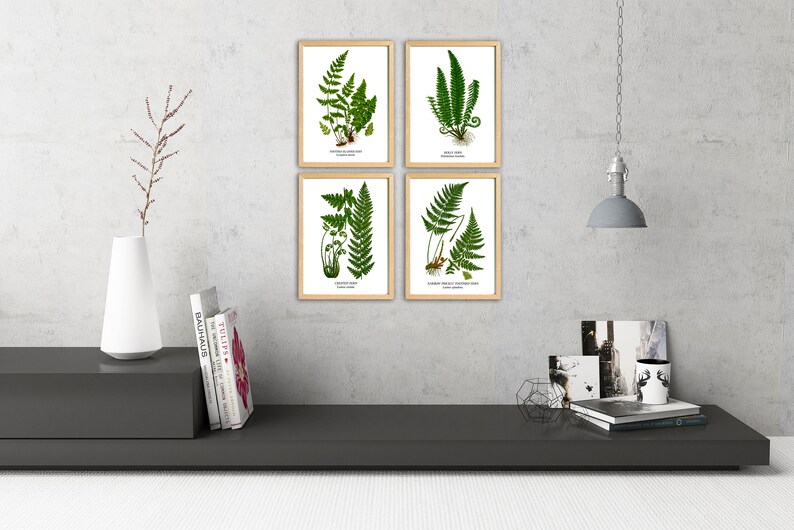 Fern Wall Art. Set of Four, Vintage Restored Botanical Prints. Four Print Sizes Available. Fine Art or Canvas Texture Paper. image 10