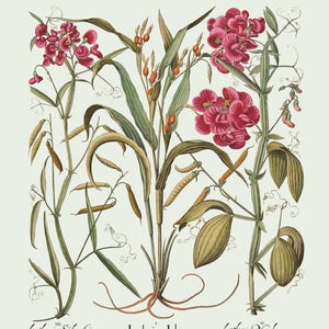 Botanical Wall Art - Restored Vintage Illustrations - Restored Flowering Plants Giclee Art afbeelding 9