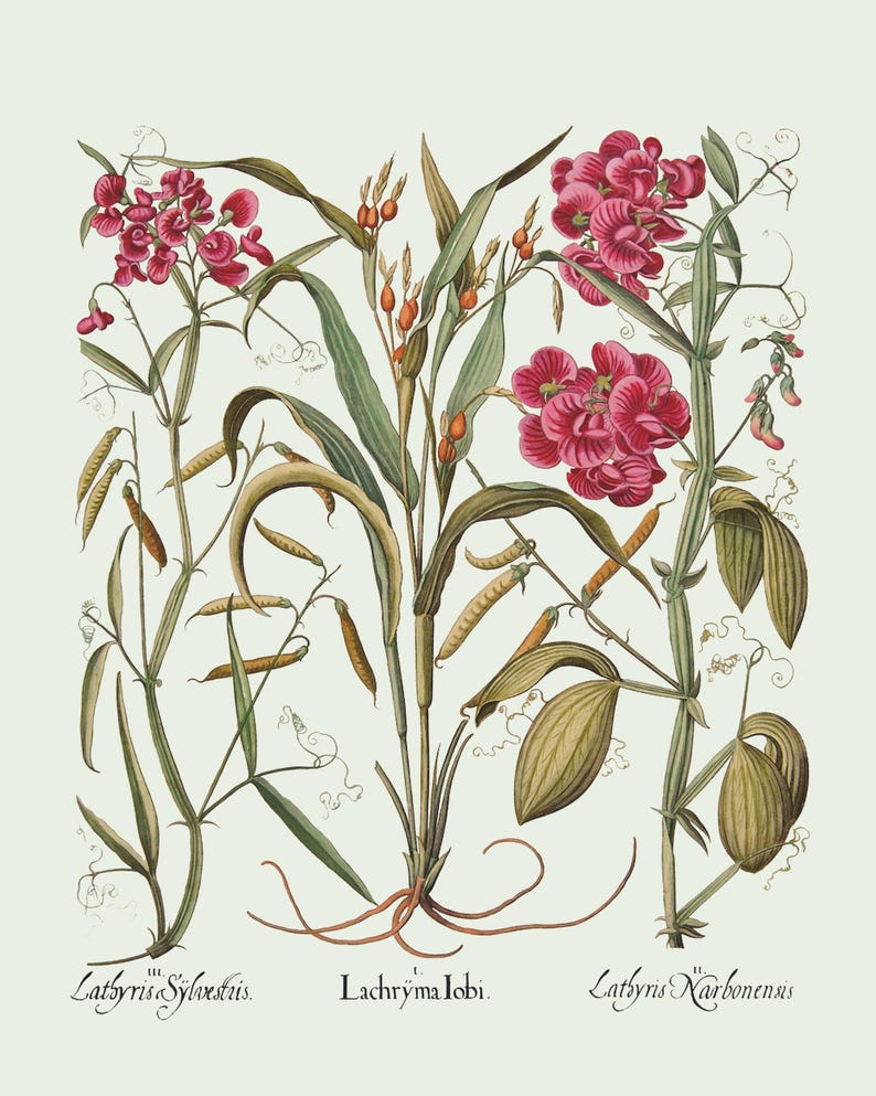 Botanical Wall Art - Restored Vintage Illustrations - Restored Flowering Plants Giclee Art afbeelding 9