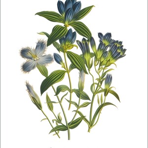 K&ouml;nnte beinhalten: Eine Vintage-botanische Illustration von blauen und gr&uuml;nen Blumen mit dem Text "Les Fleurs de Jardin" unten.