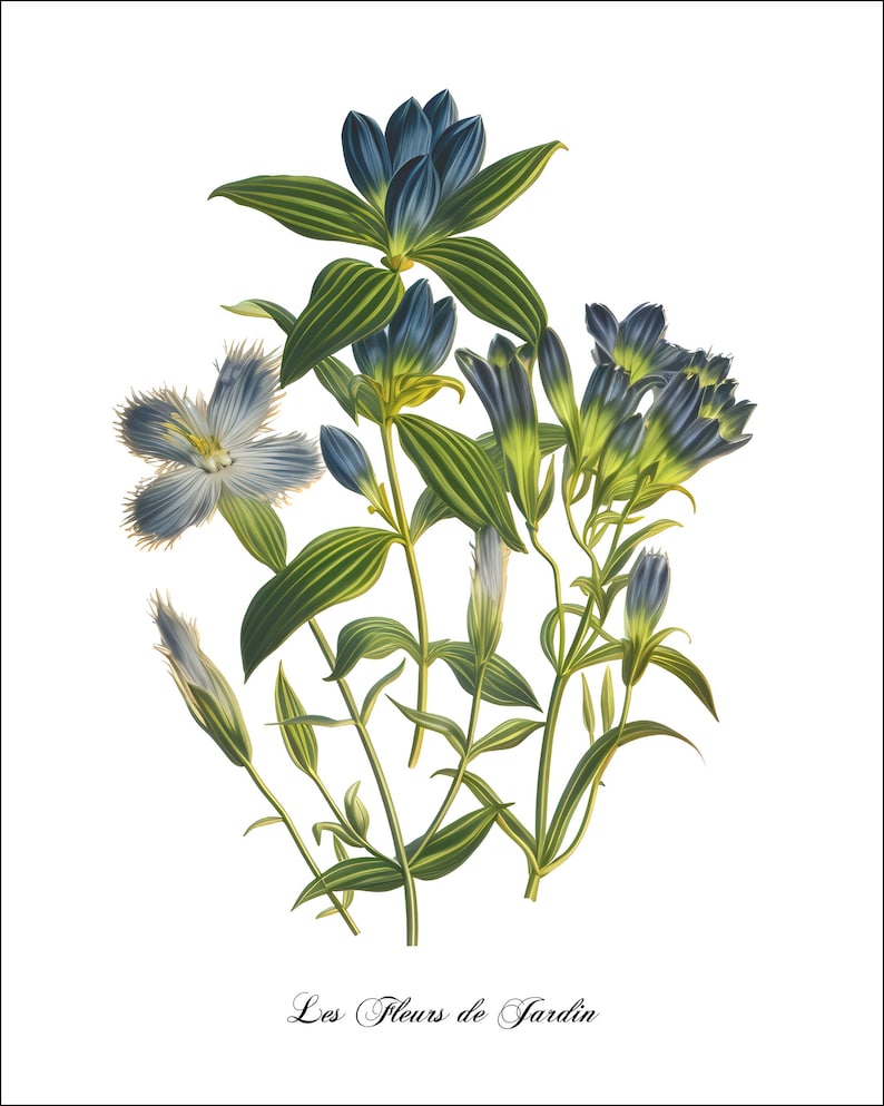 K&ouml;nnte beinhalten: Eine Vintage-botanische Illustration von blauen und gr&uuml;nen Blumen mit dem Text "Les Fleurs de Jardin" unten.