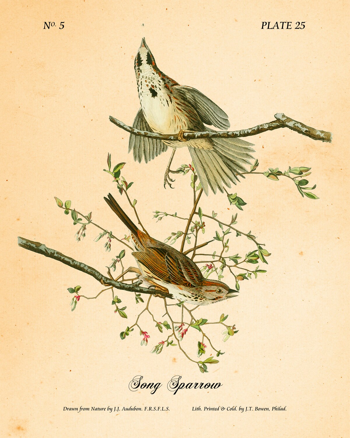 Beautifully Restored Vintage Audubon Bird Print - Unique Wall Decor for  Nature Lovers. Fine Art Print. 17x11, 24x16, 30x20 or 36x24