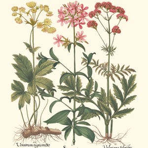 Botanical Wall Art - Restored Vintage Illustrations - Restored Flowering Plants Giclee Art afbeelding 4
