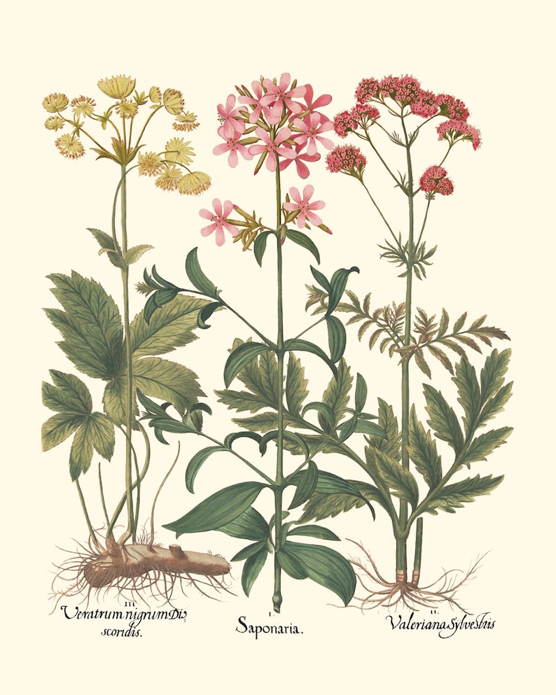 Botanical Wall Art - Restored Vintage Illustrations - Restored Flowering Plants Giclee Art afbeelding 4
