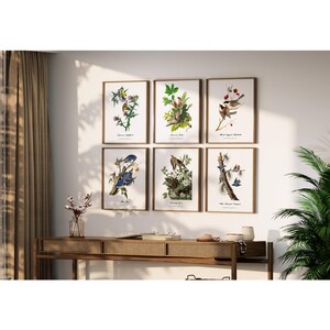 Beautifully Restored Vintage Audubon Bird Prints - Unique Wall Decor for Nature Lovers.  Birds of New Hampshire.  Set of 6 Bird Art Prints.