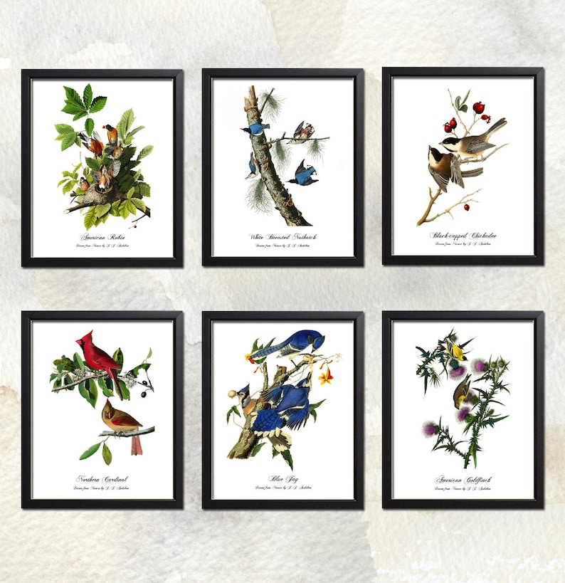11x14 Set of Six 5x7 Ready to Frame or 16x20 8x10 BIRDS OF MINNESOTA Restored Audubon Bird Prints
