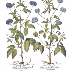 Botanical Wall Art - Restored Vintage Illustrations - Restored Flowering Plants Giclee Art afbeelding 17