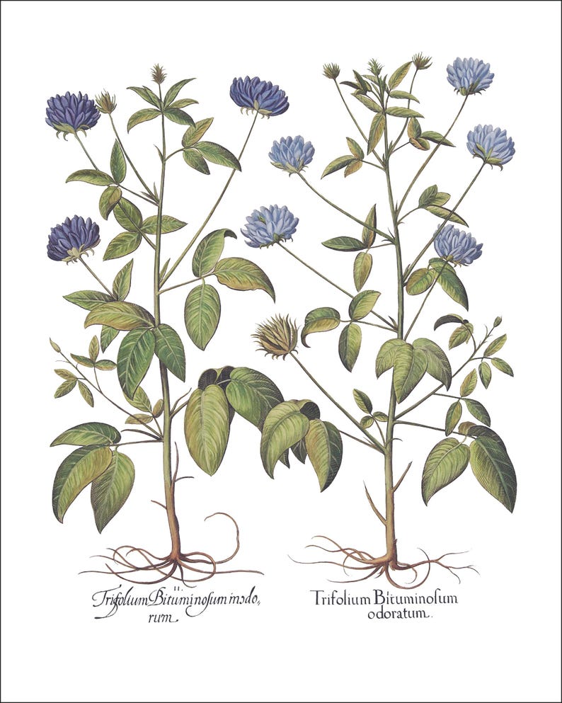 Botanical Wall Art - Restored Vintage Illustrations - Restored Flowering Plants Giclee Art afbeelding 17
