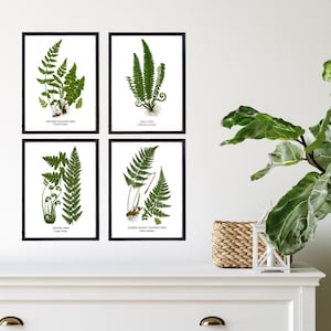 Fern Wall Art. Set of Four, Vintage Restored Botanical Prints. Four Print Sizes Available. Fine Art or Canvas Texture Paper. image 1