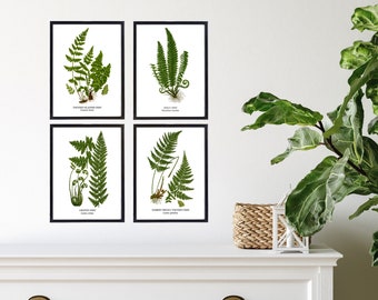 Fern Wall Art.  Set of Four, Vintage Restored Botanical Prints.  Four Print Sizes Available.  Fine Art or Canvas Texture Paper.