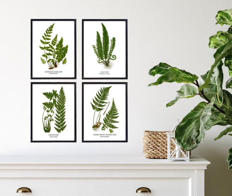 Fern Wall Art. Set of Four, Vintage Restored Botanical Prints. Four Print Sizes Available. Fine Art or Canvas Texture Paper. image 1