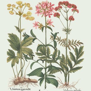 Botanical Wall Art - Restored Vintage Illustrations - Restored Flowering Plants Giclee Art afbeelding 10