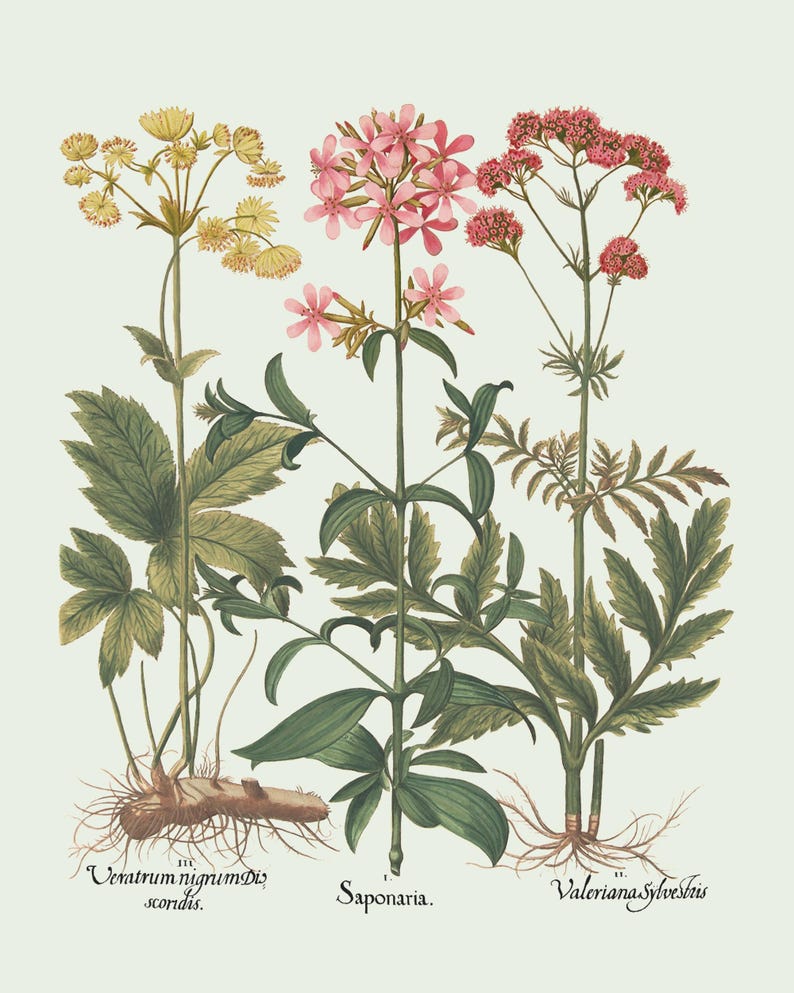 Botanical Wall Art - Restored Vintage Illustrations - Restored Flowering Plants Giclee Art afbeelding 10