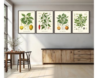 Vintage Fruit Print Set - Restored Kitchen Wall Art