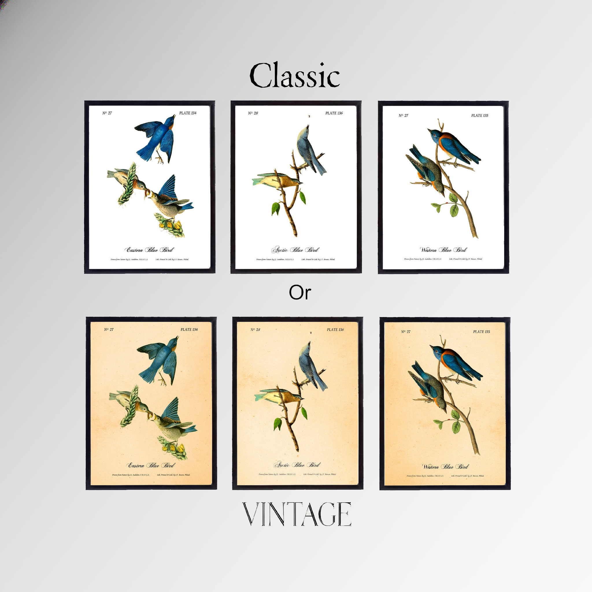 Audubon Prints. BLUE BIRD PRINTS Set of Three Audubon Bird Etsy UK
