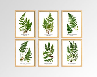 Fern Wall Art.  Create Your Own Fine Art Botanical Print Set.  Four Print Sizes Available.  Sets of Two, Three, Four, Five or Six.