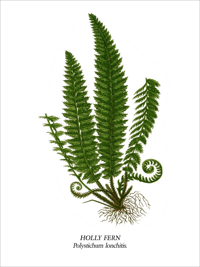Fern Wall Art. Set of Four, Vintage Restored Botanical Prints. Four Print Sizes Available. Fine Art or Canvas Texture Paper. image 3