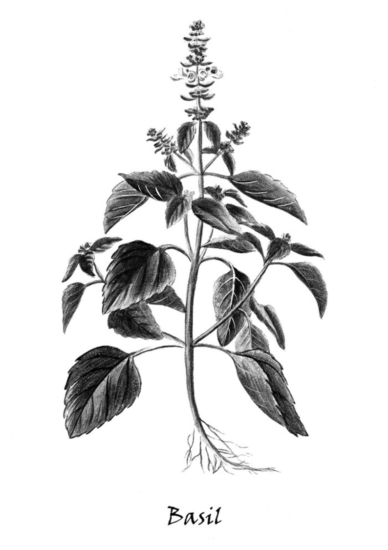 Black and White Botanical Print Herb Series 8x10 11x14 | Etsy