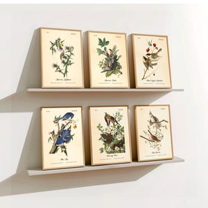 Audubon Prints.  BIRDS OF MAINE.  Set of Six Restored Bird Wall Art Prints.  Four Print Sizes Available.  Giclee Fine Art Printing.