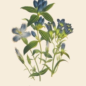 Restored Floral Art Prints - Set of Three - Giclée Quality Bild 3