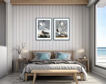 Audubon Coastal Birds of America.  Set of Two Restored Bird Wall Art Prints.  11"x17" or 16"x24" Prints.  Herring Gull & Bonaparian Gull.