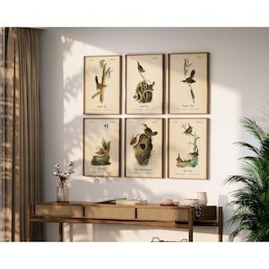 Audubon Prints. AUDUBON WRENS. Set of 6 Vintage Restored Bird Wall Art Prints. Four Print Sizes Available.  Giclee Fine Art Printing.