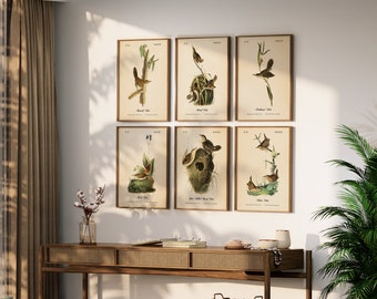 Audubon Prints. AUDUBON WRENS. Set of 6 Vintage Restored Bird Wall Art Prints. Four Print Sizes Available.  Choose From Two Printing Papers.