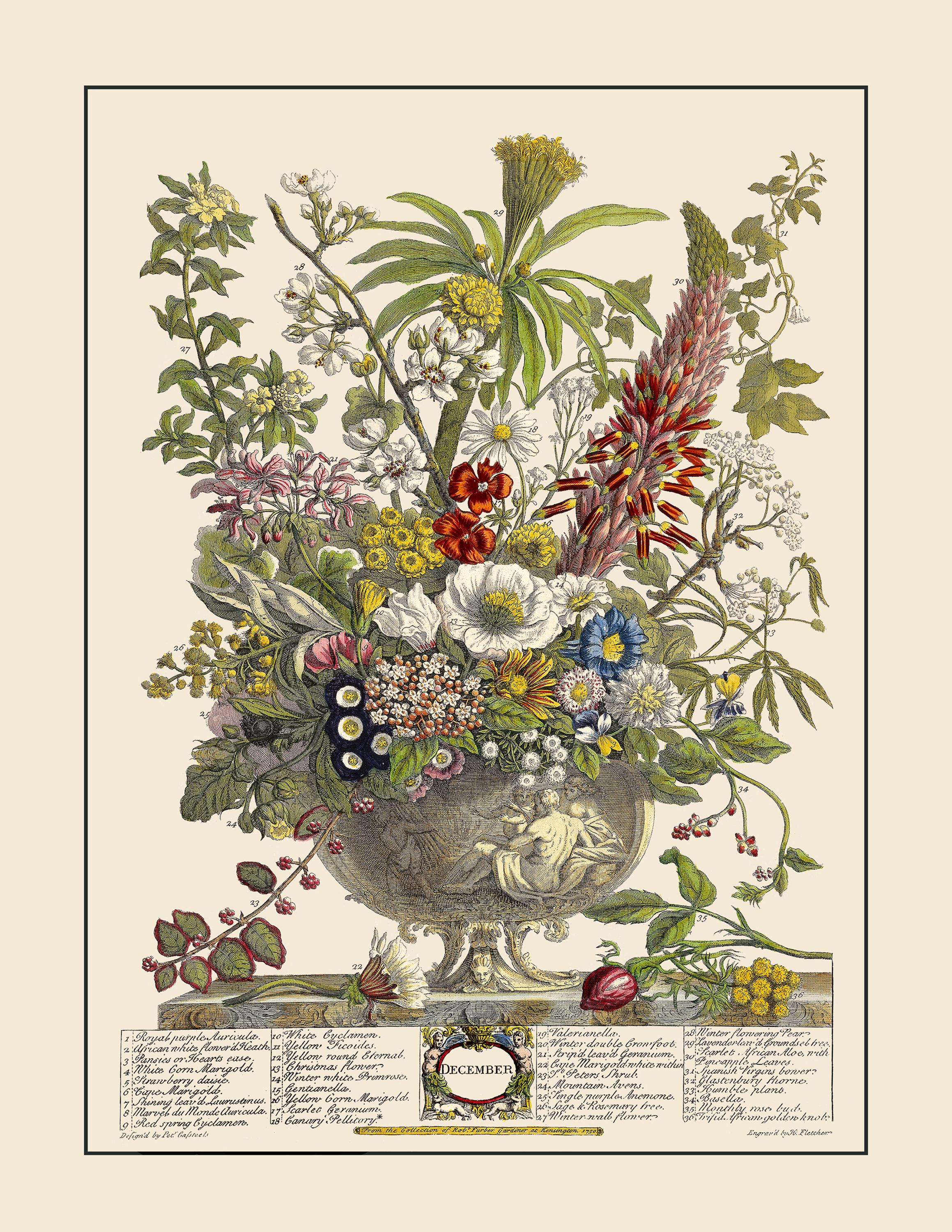 Robert Furber Floral Art Prints - Restored Vintage Flower