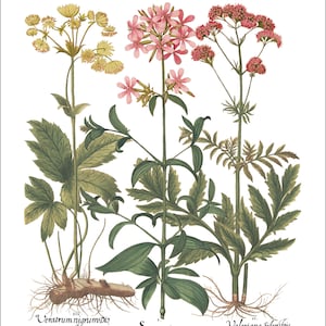 Botanical Wall Art - Restored Vintage Illustrations - Restored Flowering Plants Giclee Art afbeelding 16