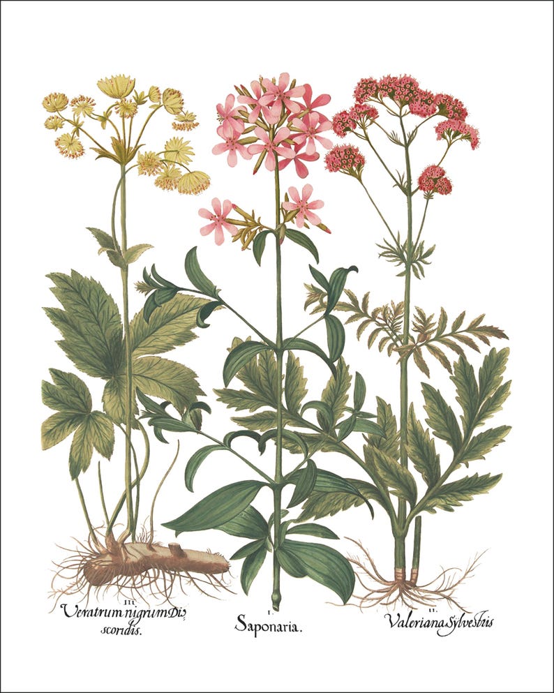 Botanical Wall Art - Restored Vintage Illustrations - Restored Flowering Plants Giclee Art afbeelding 16