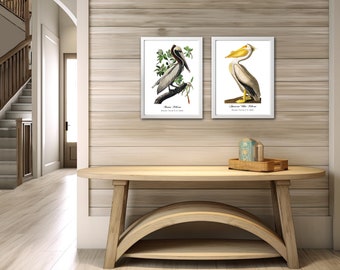 Coastal Birds Print Set.  Two Restored Bird Wall Art Prints.  16"x24", 11"x17" or 8"x12" Prints.  White Pelican & Brown Pelican.