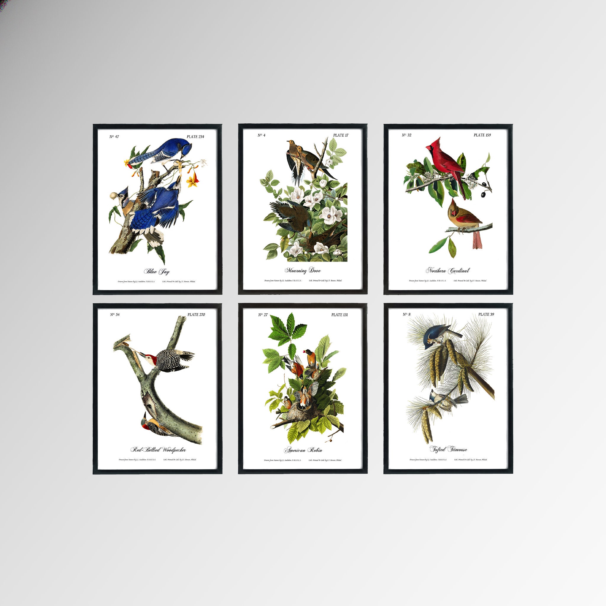 Audubon Prints
