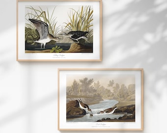Coastal Bird Print Set - Restored Sandpiper Wall Art
