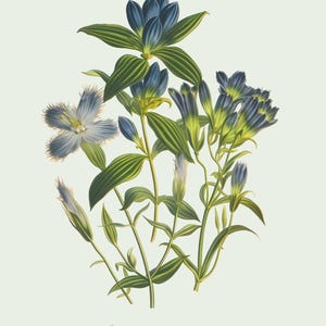 Restored Floral Art Prints - Set of Three - Giclée Quality Bild 11