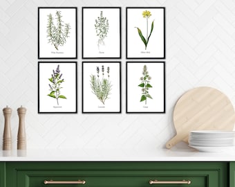 VINTAGE HERB PRINTS.  Prints for Kitchen. Restored Illustrations. Set of Six Prints.  Four Print Sizes.  Fine Art or Canvas Texture Papers.