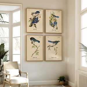 Audubon Prints. FOUR BLUE JAYS.  Set of 4 Restored Bird Wall Art Prints.  Four Print Sizes Available. Choose From Two Printing Papers.