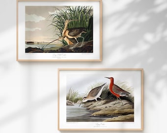 Restored Coastal Birds Print Set - Long-Billed & Pigmy Curlew