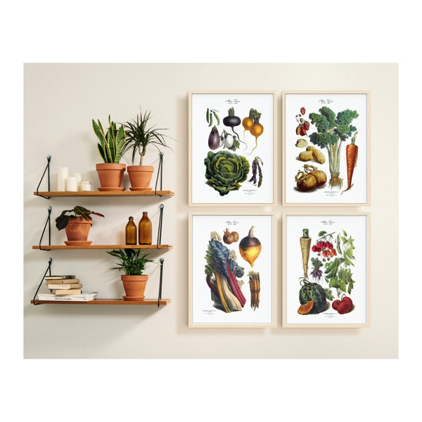 VEGETABLE ART PRINTS.  Set of Four Restored Vintage Illustrations.  Kitchen Art. Available in Four Print Sizes. Two Print Papers.