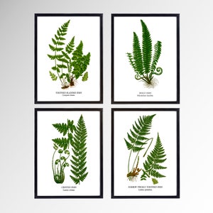 Fern Wall Art. Set of Four, Vintage Restored Botanical Prints. Four Print Sizes Available. Fine Art or Canvas Texture Paper. image 6