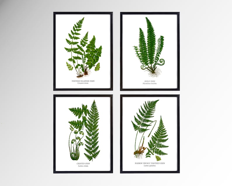 Fern Wall Art. Set of Four, Vintage Restored Botanical Prints. Four Print Sizes Available. Fine Art or Canvas Texture Paper. image 6