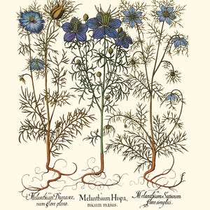 Botanical Wall Art - Restored Vintage Illustrations - Restored Flowering Plants Giclee Art afbeelding 2