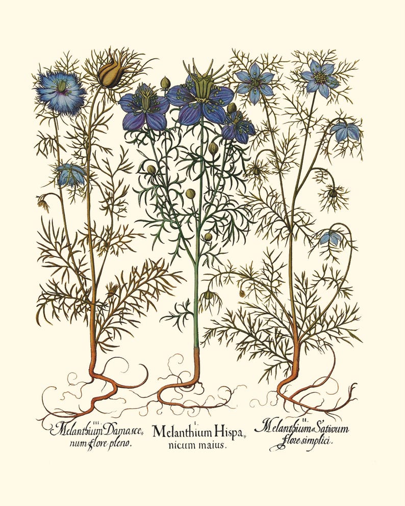 Botanical Wall Art - Restored Vintage Illustrations - Restored Flowering Plants Giclee Art afbeelding 2