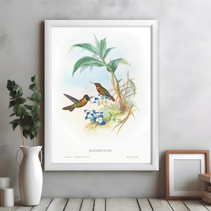May include: Framed print featuring a vintage illustration of two Banded Ruby hummingbirds with colorful plumage, perched near blue flowers and green foliage. The artwork is displayed in a white frame, adding a touch of nature-inspired decor.