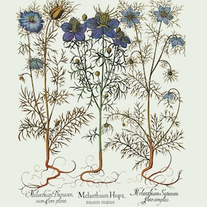 Botanical Wall Art - Restored Vintage Illustrations - Restored Flowering Plants Giclee Art afbeelding 8