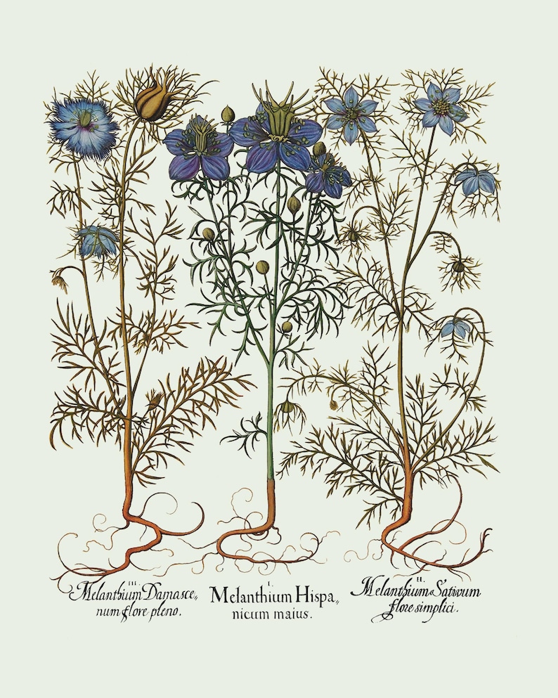 Botanical Wall Art - Restored Vintage Illustrations - Restored Flowering Plants Giclee Art afbeelding 8