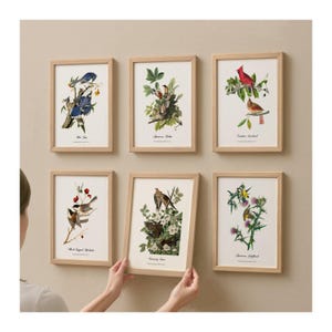 Beautifully Restored Vintage Audubon Bird Prints - Unique Wall Decor for Nature Lovers.  Birds of New York.  Set of 6 Bird Wall Art Prints.