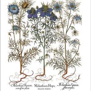 Botanical Wall Art - Restored Vintage Illustrations - Restored Flowering Plants Giclee Art afbeelding 14