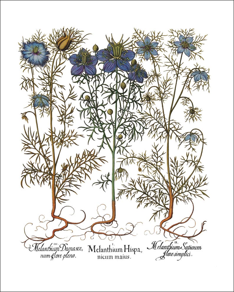 Botanical Wall Art - Restored Vintage Illustrations - Restored Flowering Plants Giclee Art afbeelding 14